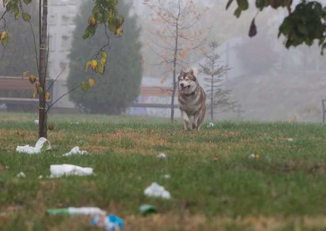 Мужчину, который убил собаку и накормил ею семью, осудили на 5,5 лет