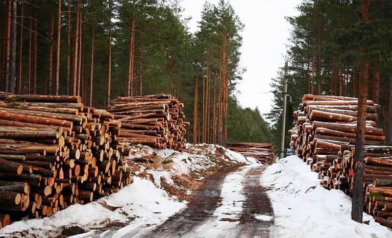 Губернатор Воробьев не знал о незаконных вырубках в парке «Лосиный остров»