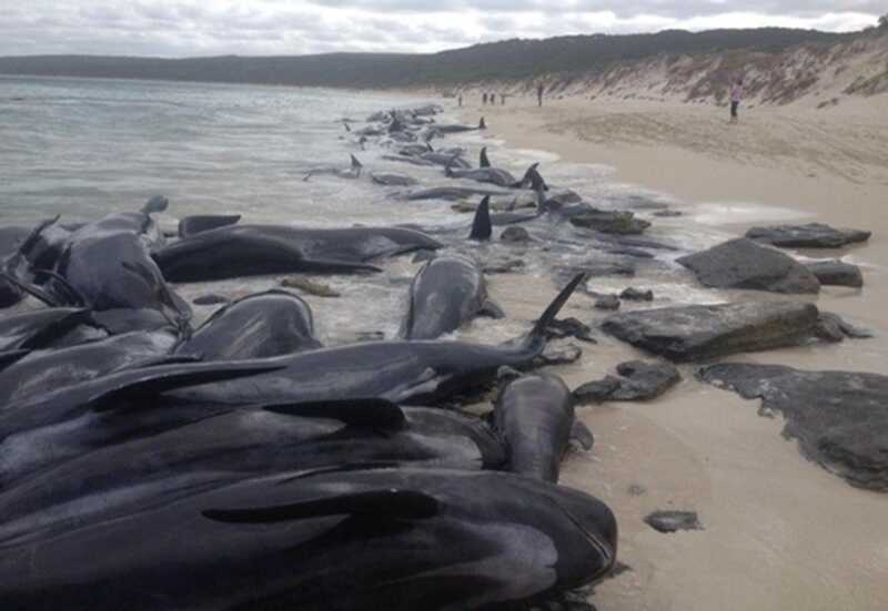 На побережье Чёрного моря большое количество дельфинов выбрасывается на берег