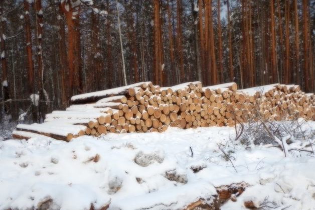 В Иркутской области за вырубку леса в заказнике арестовали замминистра лесного комплекса